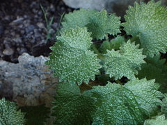 Urtica lobulata