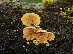 Crepidotus stromaticus