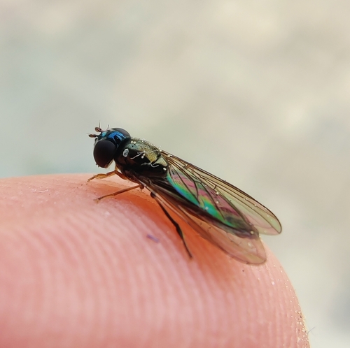 Platycheirus immaculatus
