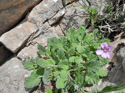 Erodium trifolium