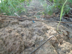 Cratohaerea chrysopyga