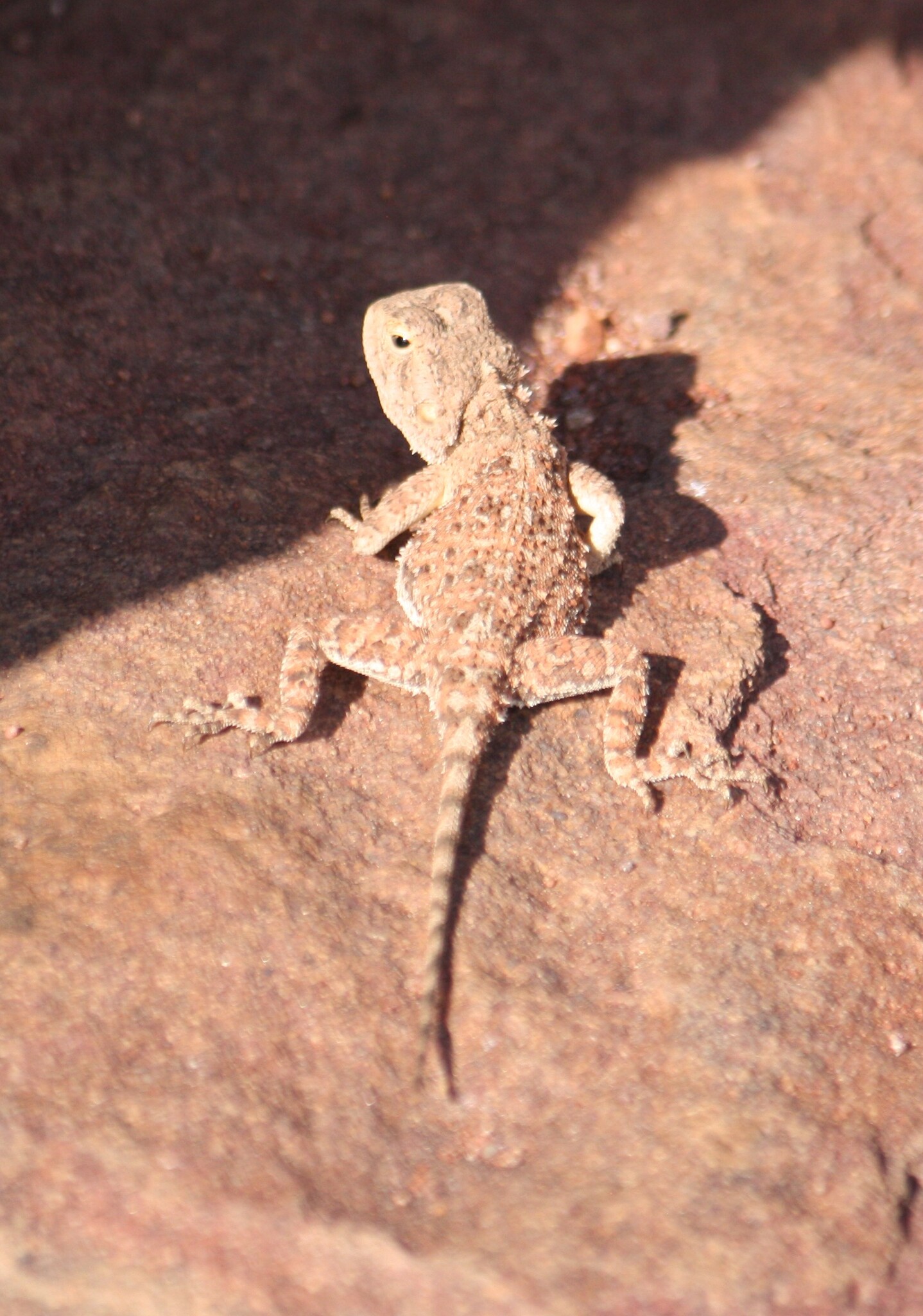 Agama aculeata Merrem, 1820