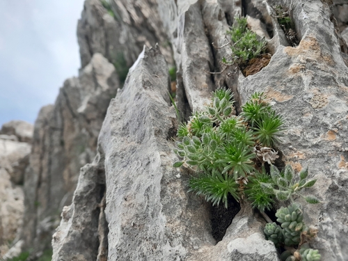 Draba hispanica