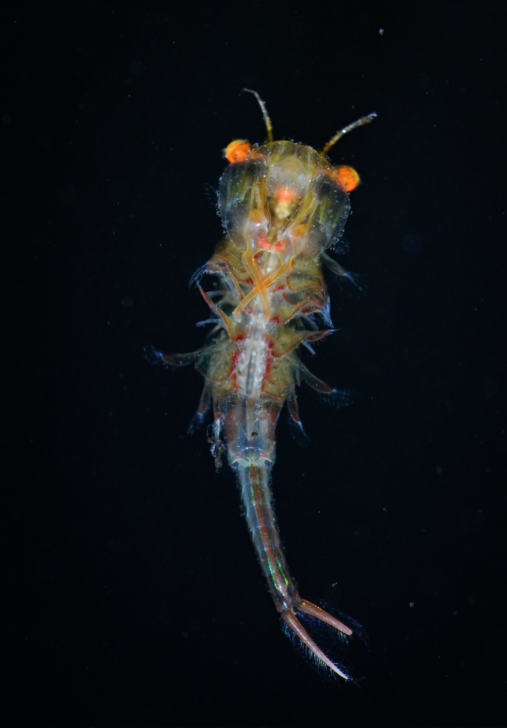 eastern fairy shrimp