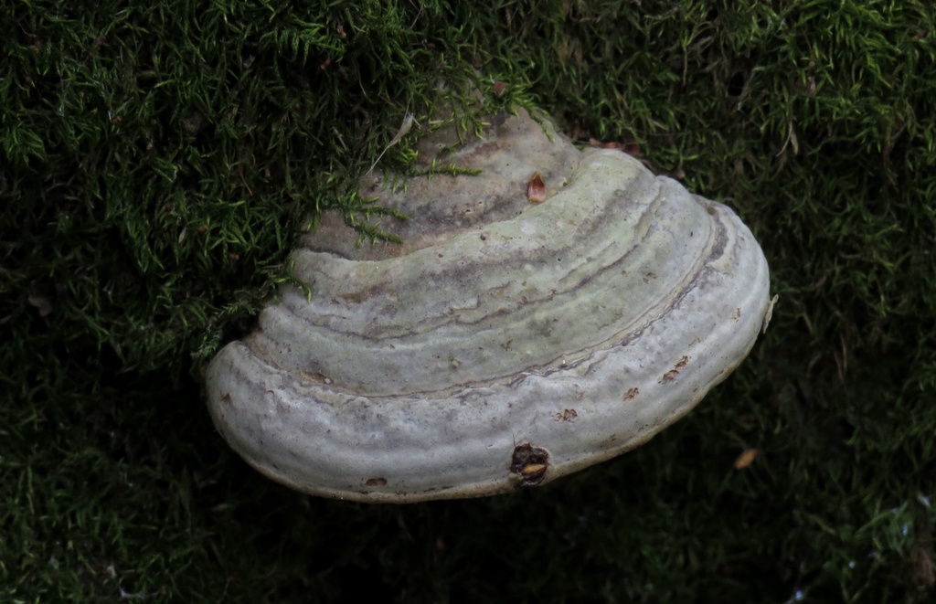 Fomes fomentarius · May 2026 · photo: © rafaelmrosa (iNaturalist, cc-by-sa)