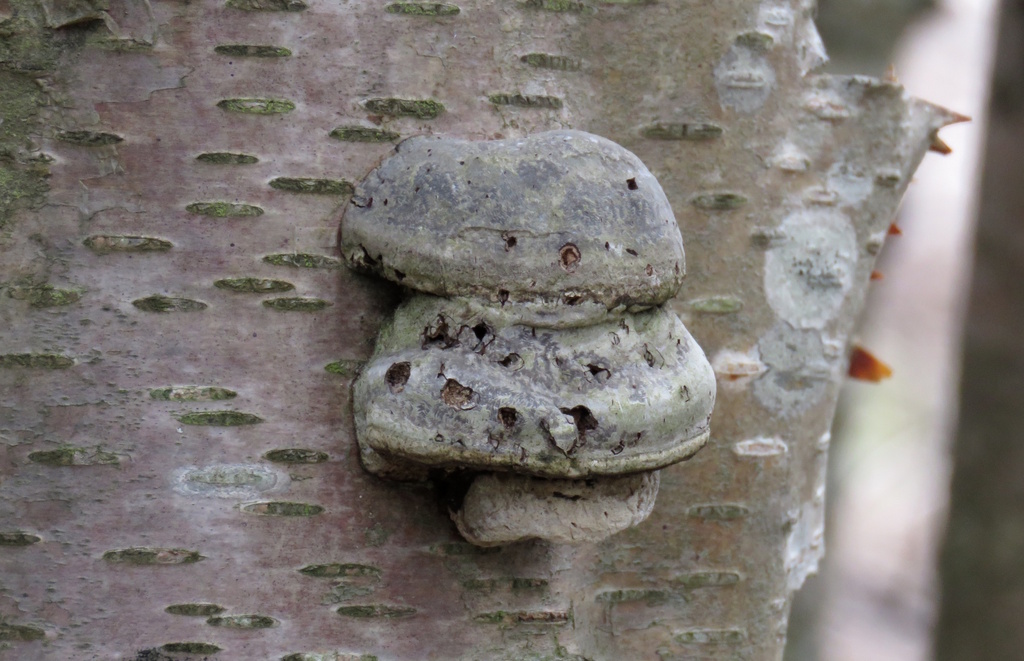 Fomes fomentarius · May 2026 · photo: © rafaelmrosa (iNaturalist, cc-by-sa)