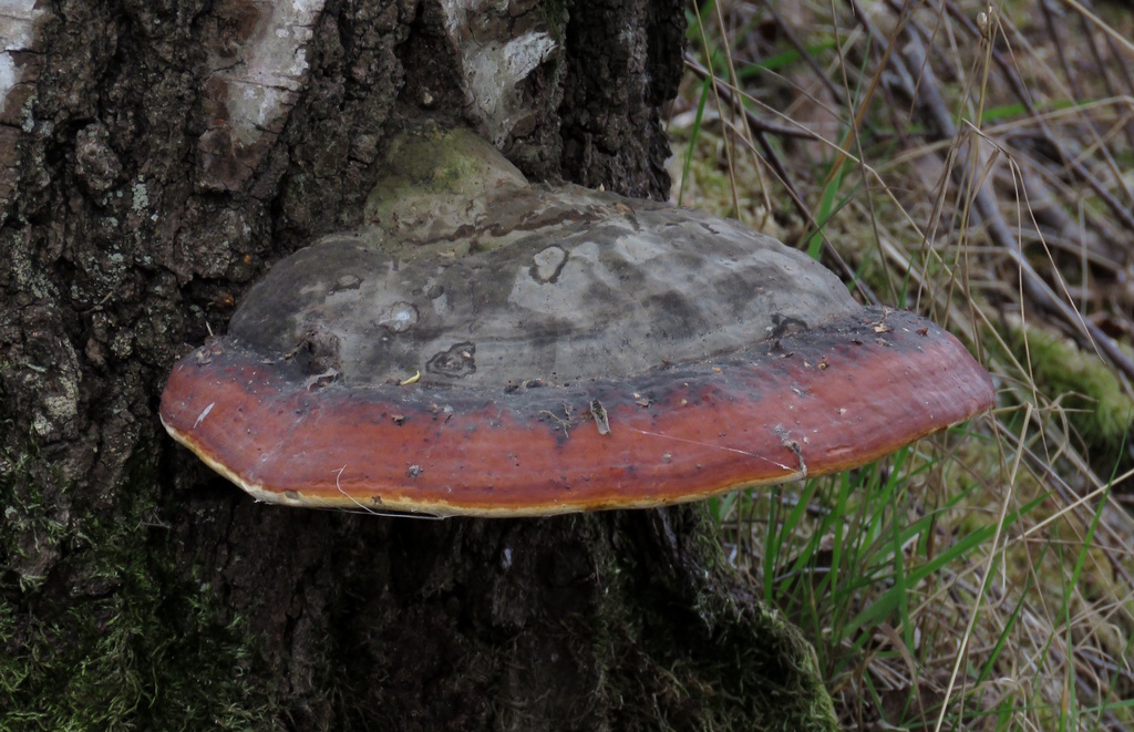 Fomitopsis pinicola · May 2026 · photo: © rafaelmrosa (iNaturalist, cc-by-sa)