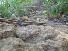 Cratohaerea chrysopyga