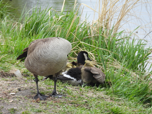 Canada Goose photographed in Minnesota