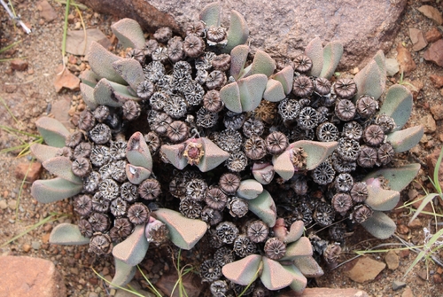 Pleiospilos compactus 2