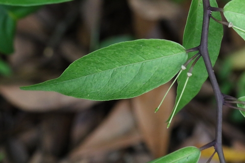 Capparis acutifolia