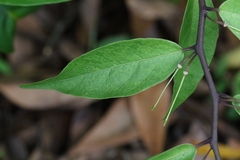 Capparis acutifolia