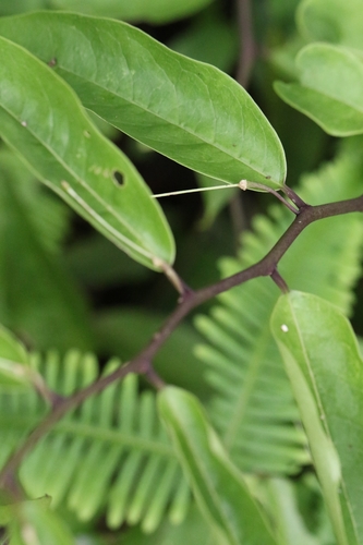 Capparis acutifolia, photograph 1