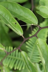 Capparis acutifolia, photograph author not stated, no rights reserved