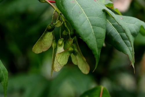Acer tutcheri, photograph 1
