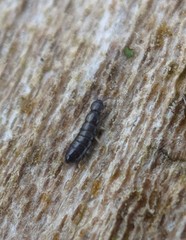 Anurophorus
