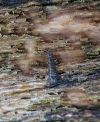 Anurophorus