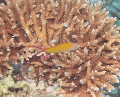 Redfin Anthias