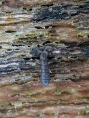 Anurophorus