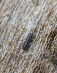 Anurophorus