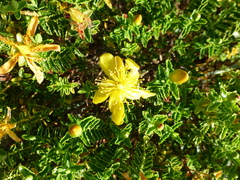 Hypericum balearicum