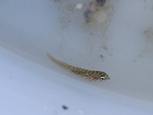 Sonora clingfish (Tomicodon humeralis) — Gobiesocidae — 4