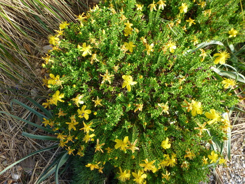 Hypericum balearicum, photograph 1