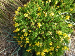 Hypericum balearicum, photograph (c) Sheelagh Halsey, some rights reserved (CC BY)