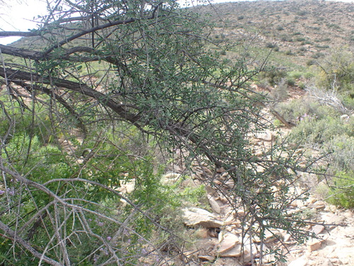 Rhigozum obovatum, photograph 3