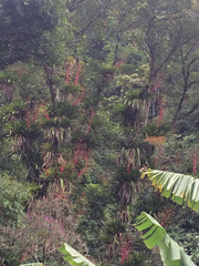 Vriesea philippocoburgi