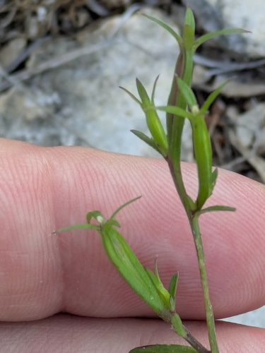 Triodanis coloradoensis, photograph 6