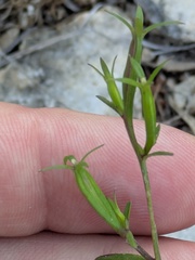 Triodanis coloradoensis, photograph (c) Eric Knight, some rights reserved (CC BY)