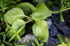 Teedia lucida, photograph (c) magriet b, some rights reserved (CC BY-SA)