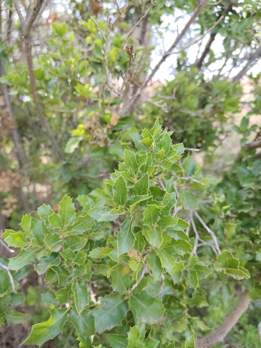 Kermes oak