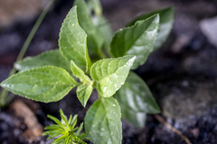 Teedia lucida, photograph (c) magriet b, some rights reserved (CC BY-SA)