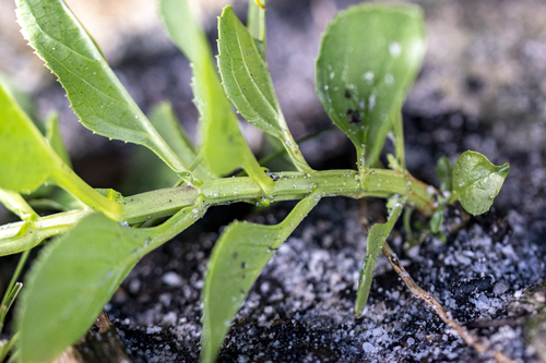 Teedia lucida, photograph 5