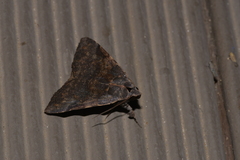 Avatha discolor