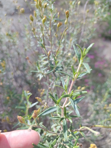 Cistus clusii