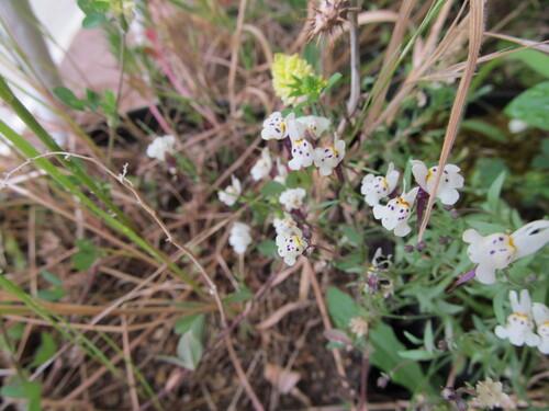 Linaria amethystea, photograph 1