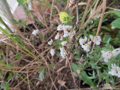 (c) zebedeugalinha, some rights reserved (CC BY) Linaria amethystea, photograph (c) zebedeugalinha, some rights reserved (CC BY)