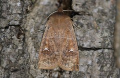 Eupsilia vinulenta