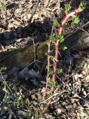 Ribes missouriense