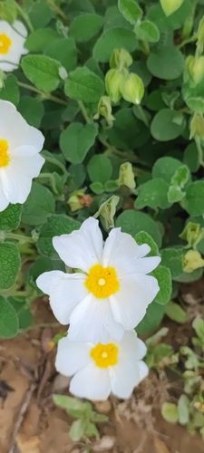 Sage-leaved Rock-rose