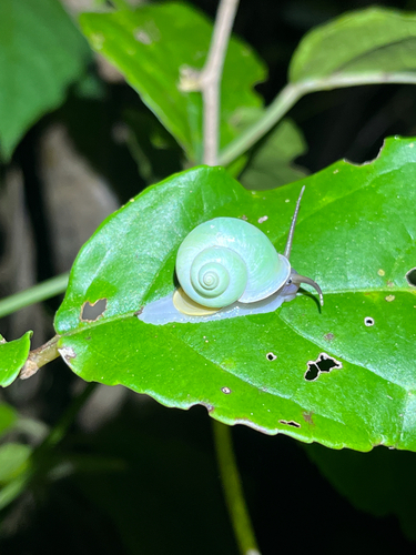 Leptopoma taivanum