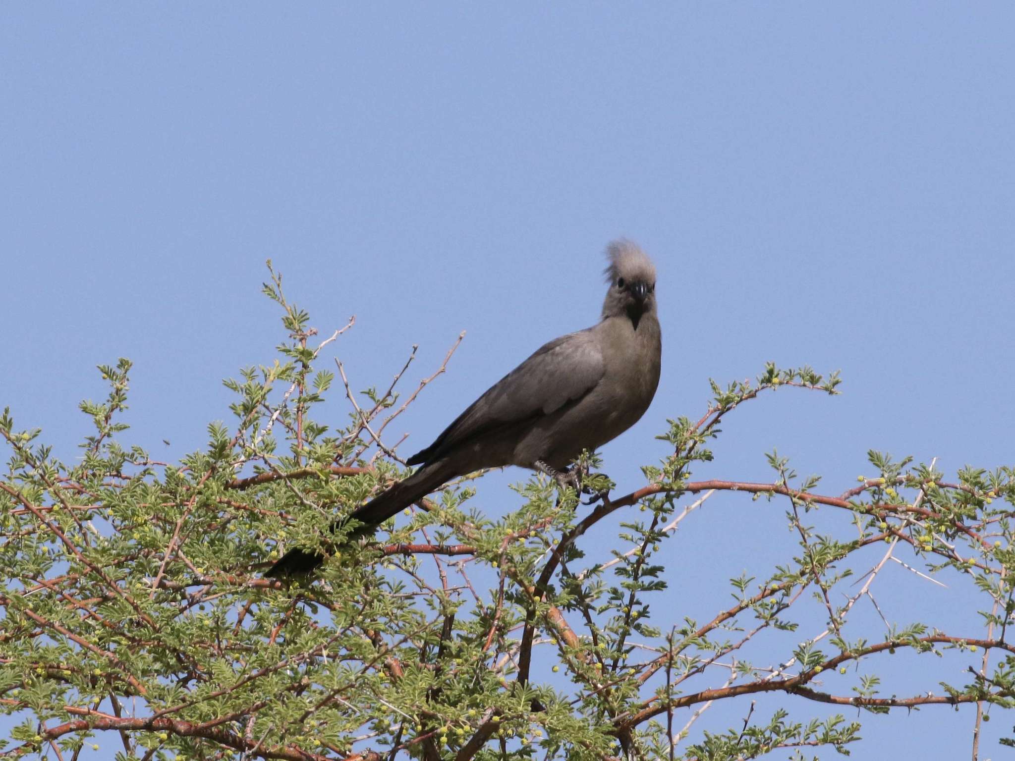 Grey Go-away-bird (Zambia birds) · iNaturalist