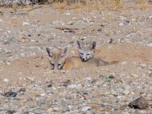 Desert Kit Fox observed by austinrkelly