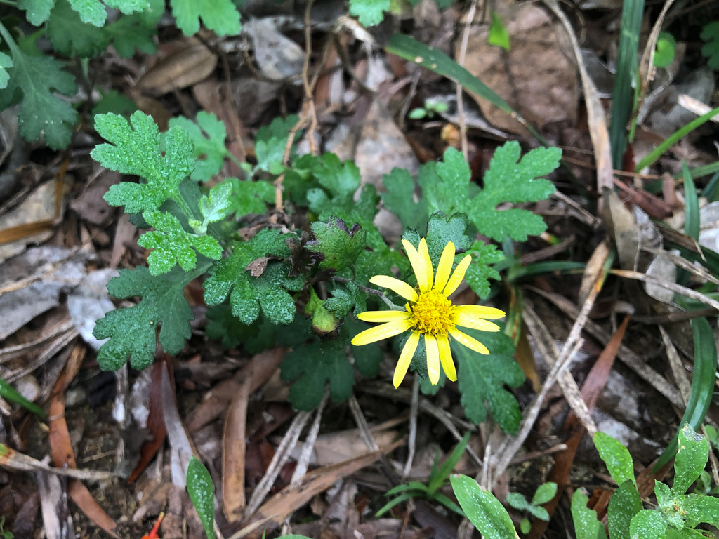 Chrysanthemum indicum, 五虎山步道,金沙鎮,金門(Kinmen), Fujian, Taiwan