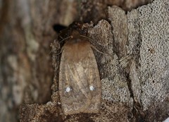 Eupsilia vinulenta