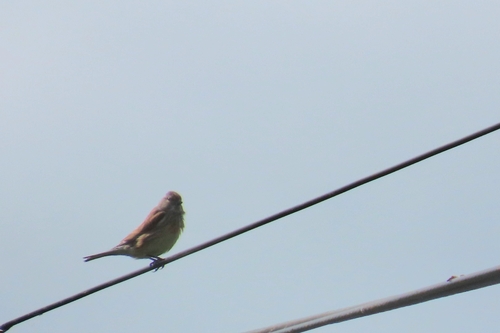 Eurasian Linnet