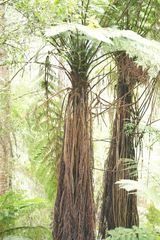 Cyathea cunninghamii